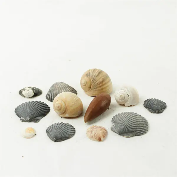 Lot of 12 Seashells- Mixed Shells for Crafts Display Collection