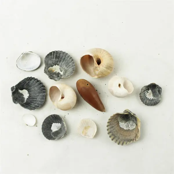 Lot of 12 Seashells- Mixed Shells for Crafts Display Collection