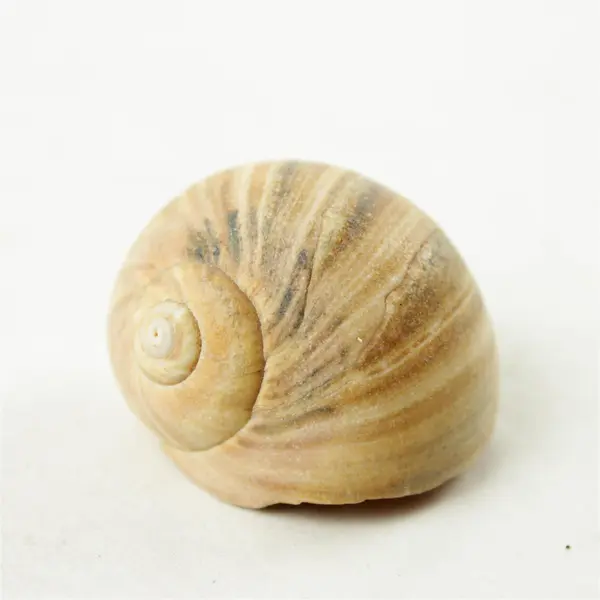 Lot of 12 Seashells- Mixed Shells for Crafts Display Collection