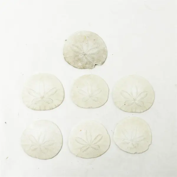 Lot of 7 Sand Dollars Beach Decor Collectible Shells