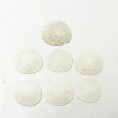Lot of 7 Sand Dollars Beach Decor Collectible Shells