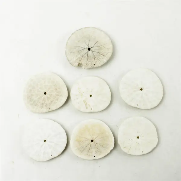 Lot of 7 Sand Dollars Beach Decor Collectible Shells