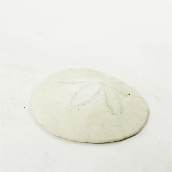 Lot of 7 Sand Dollars Beach Decor Collectible Shells