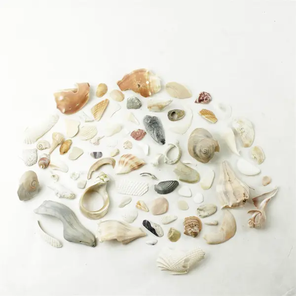 Bag of Broken Seashells for Jewelry Crafts Mosaic Assorted Natural