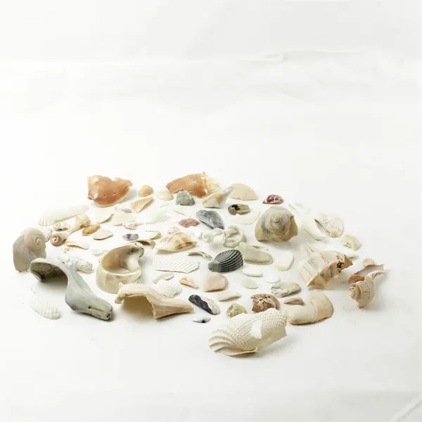 Bag of Broken Seashells for Jewelry Crafts Mosaic Assorted Natural
