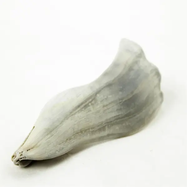 Bag of Broken Seashells for Jewelry Crafts Mosaic Assorted Natural