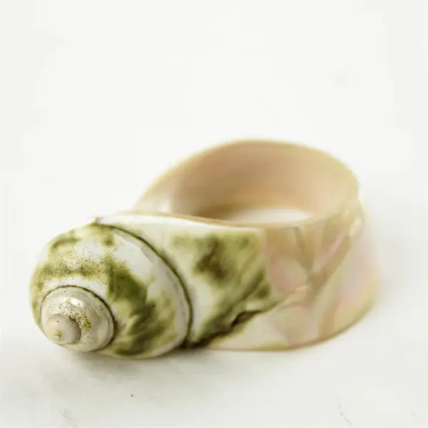 Bag of Broken Seashells for Jewelry Crafts Mosaic Assorted Natural