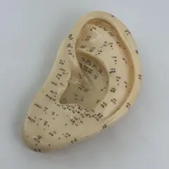 Left Human Ear Chinese Acupuncture Massage Model Figure