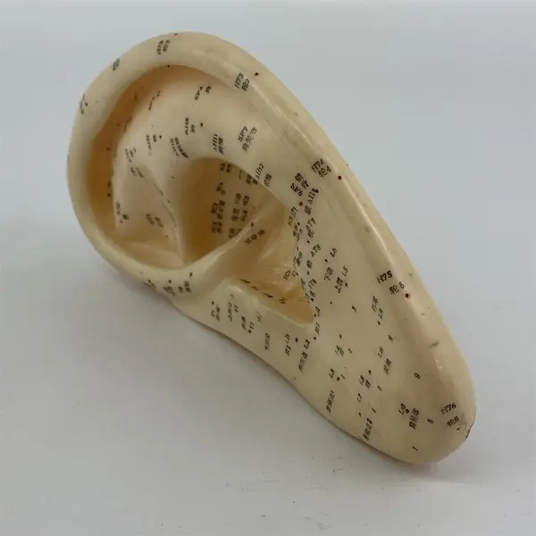 Left Human Ear Chinese Acupuncture Massage Model Figure