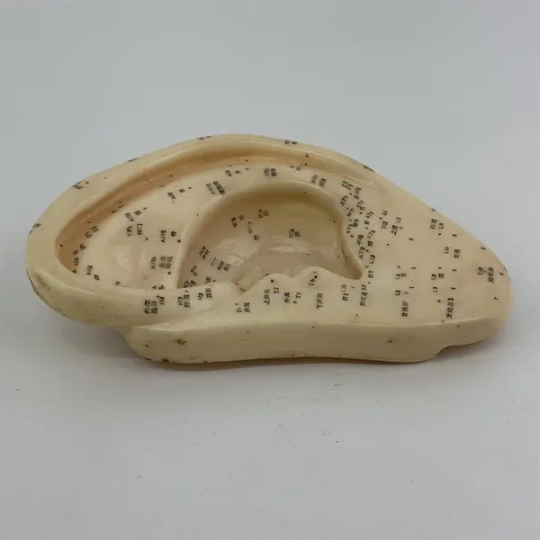 Left Human Ear Chinese Acupuncture Massage Model Figure