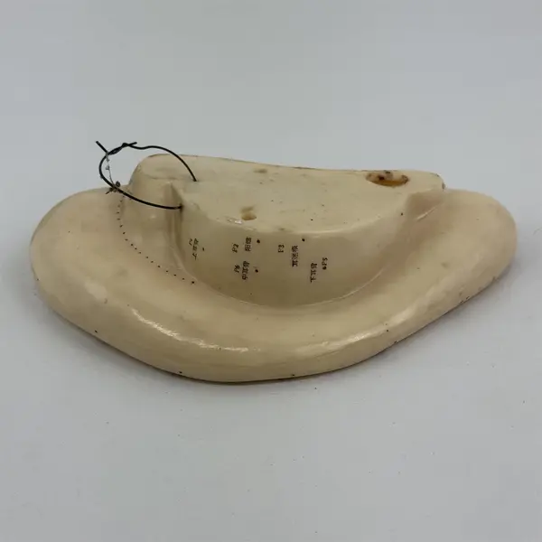 Left Human Ear Chinese Acupuncture Massage Model Figure