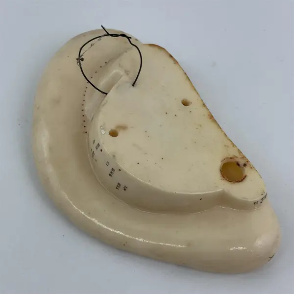Left Human Ear Chinese Acupuncture Massage Model Figure