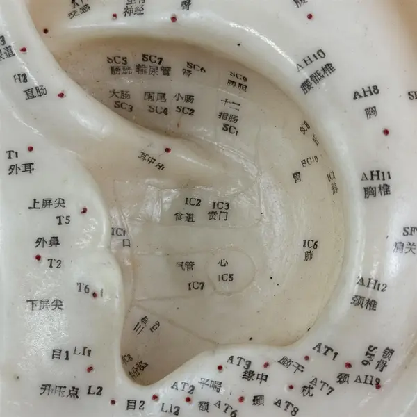 Left Human Ear Chinese Acupuncture Massage Model Figure