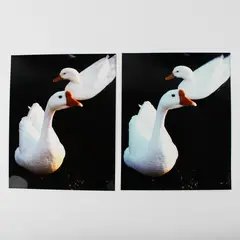 Lot Of 2 Vintage 8X10 Color Photos Duck And Goose