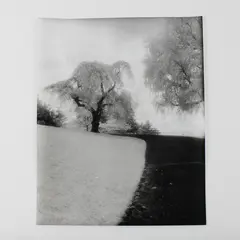 Vintage Black And White Photo Frosty Park Scene Pacific Northwest 11X14