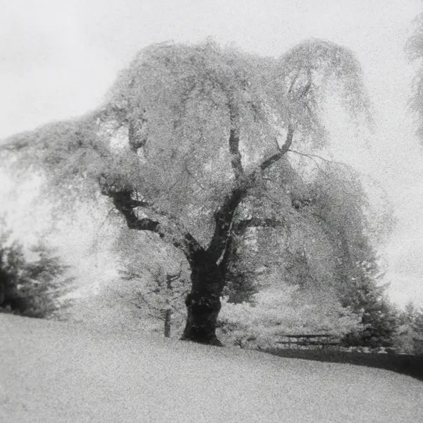 Vintage Black And White Photo Frosty Park Scene Pacific Northwest 11X14