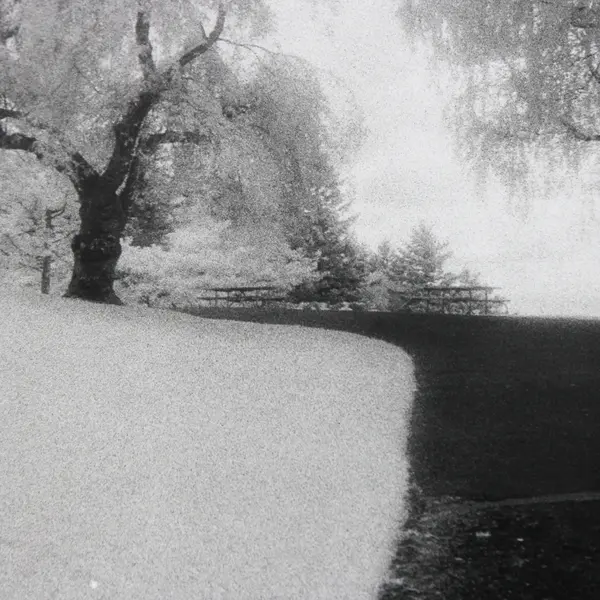 Vintage Black And White Photo Frosty Park Scene Pacific Northwest 11X14