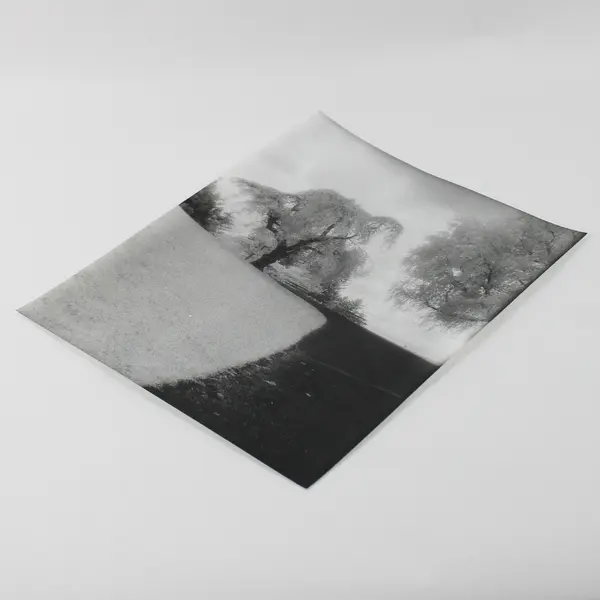 Vintage Black And White Photo Frosty Park Scene Pacific Northwest 11X14