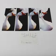 Lot Of 4 Vintage 3.5 X 8 Color Photos Duck And Goose