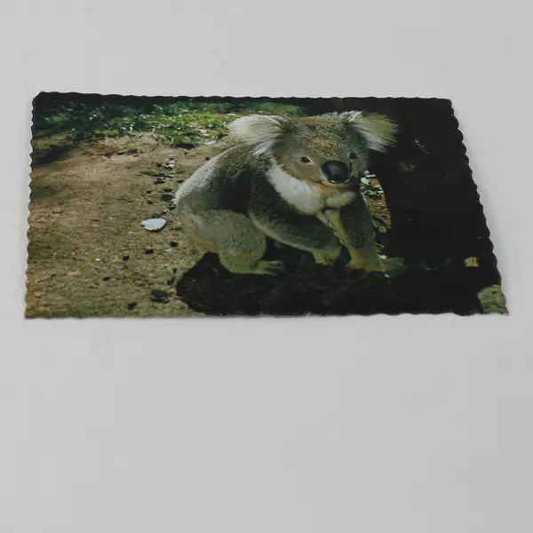 VTG Nu-Color-Vue of Australia Koala Postcard UNPOSTED