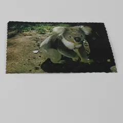 VTG Nu-Color-Vue of Australia Koala Postcard UNPOSTED