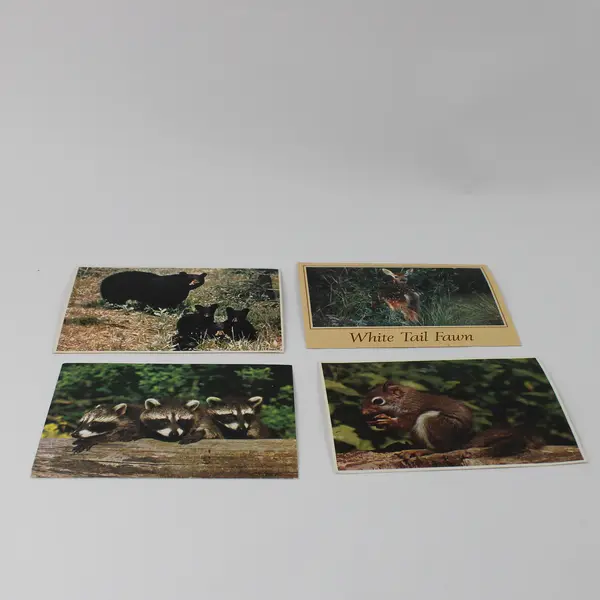 Lot of 4 Vintage North American Wildlife Postcards UNPOSTED