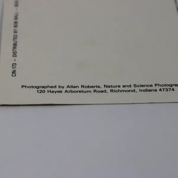 Lot of 4 Vintage North American Wildlife Postcards UNPOSTED