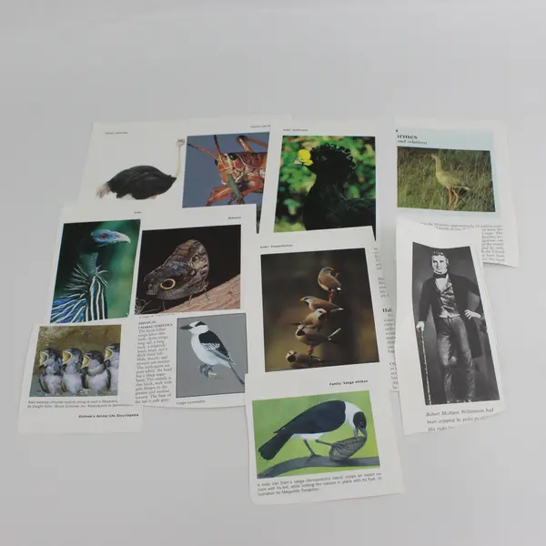 Lot Of Vintage Paper Ephemera Book Pages Illustrations Junk Journal Collage 