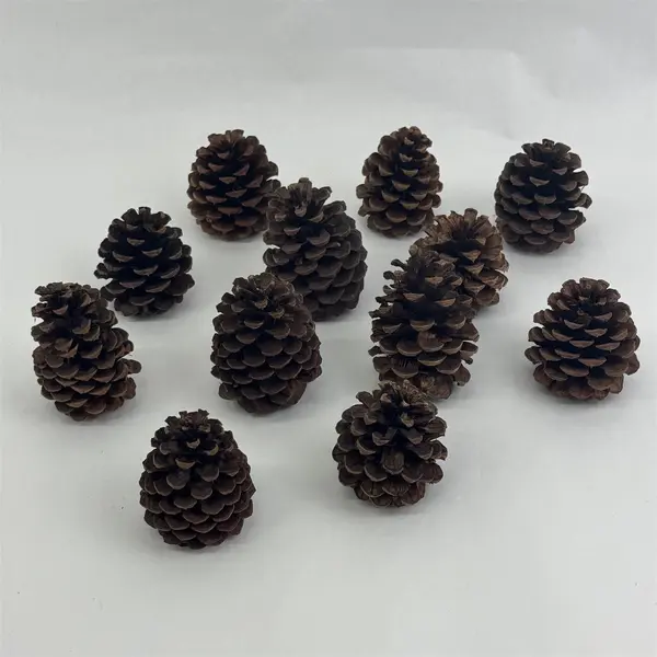 Lot of 12 Pine Cones For Crafting or DIY Projects