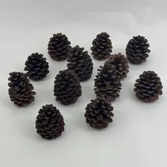 Lot of 12 Pine Cones For Crafting or DIY Projects