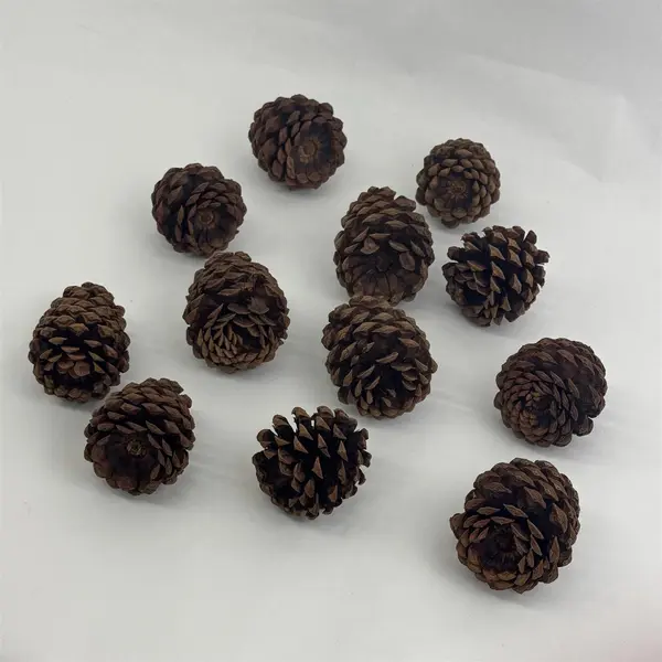 Lot of 12 Pine Cones For Crafting or DIY Projects