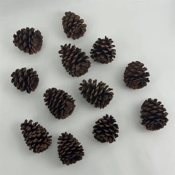 Lot of 12 Pine Cones For Crafting or DIY Projects