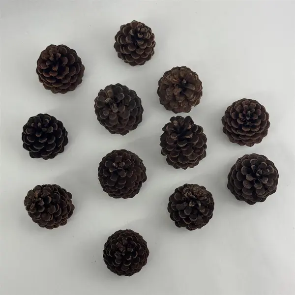 Lot of 12 Pine Cones For Crafting or DIY Projects