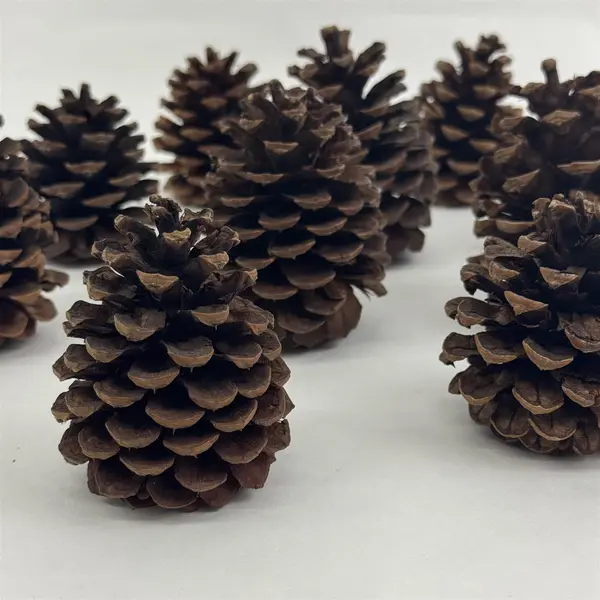 Lot of 12 Pine Cones For Crafting or DIY Projects