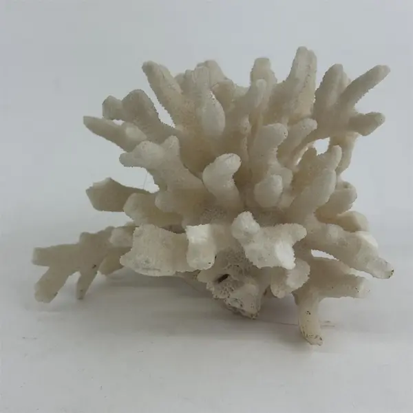 Large Egg Shell White Dried Coral Cluster 3.5" X 4.5"