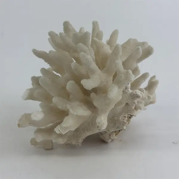 Large Egg Shell White Dried Coral Cluster 3.5" X 4.5"