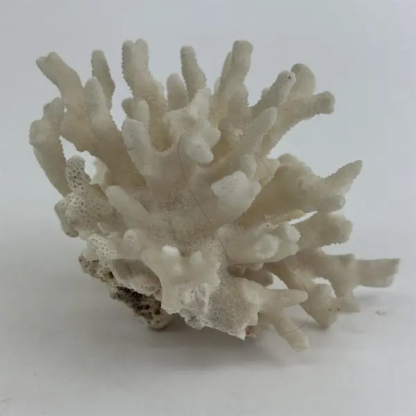 Large Egg Shell White Dried Coral Cluster 3.5" X 4.5"