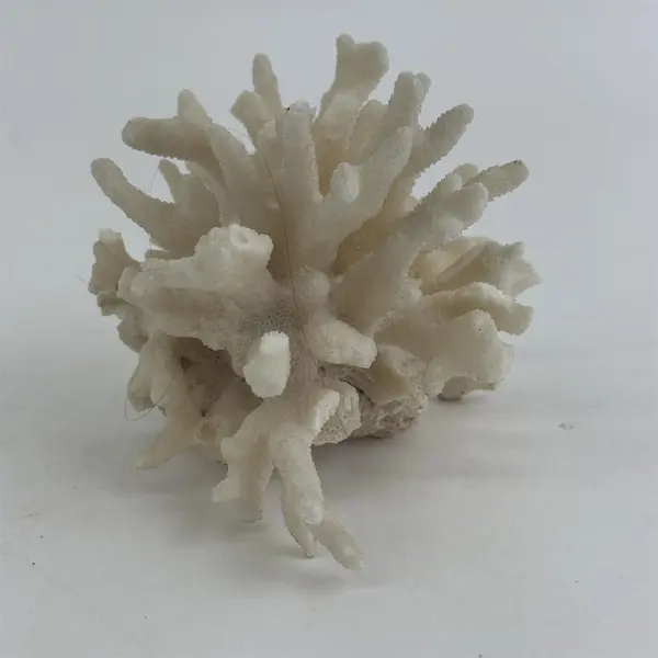 Large Egg Shell White Dried Coral Cluster 3.5" X 4.5"