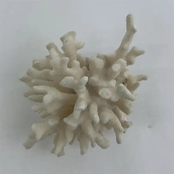Large Egg Shell White Dried Coral Cluster 3.5" X 4.5"