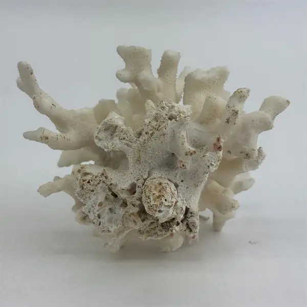 Large Egg Shell White Dried Coral Cluster 3.5" X 4.5"
