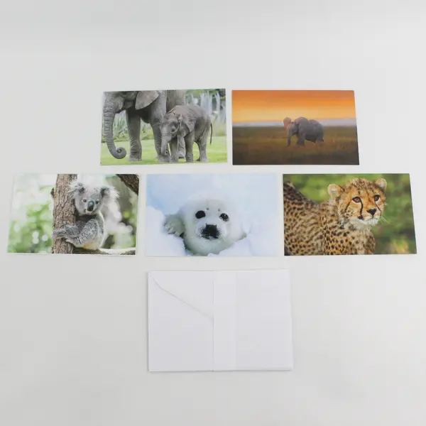 Lot of 5 IFAW Blank Notecards with Envelopes Animal Photography