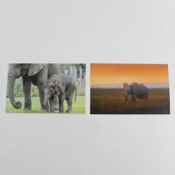 Lot of 5 IFAW Blank Notecards with Envelopes Animal Photography