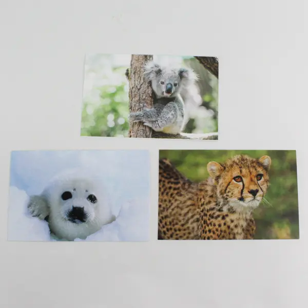 Lot of 5 IFAW Blank Notecards with Envelopes Animal Photography