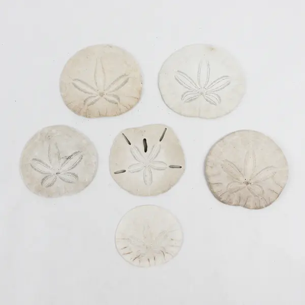 Lot of 6 Sand Dollars Collectible Seashells DIY Crafts