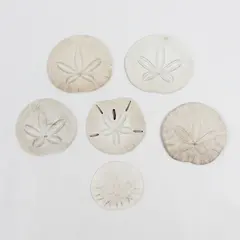 Lot of 6 Sand Dollars Collectible Seashells DIY Crafts