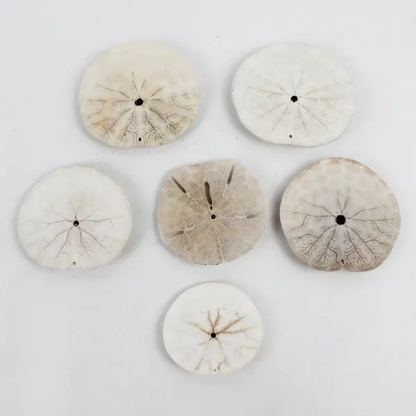 Lot of 6 Sand Dollars Collectible Seashells DIY Crafts