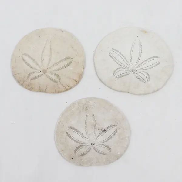 Lot of 6 Sand Dollars Collectible Seashells DIY Crafts