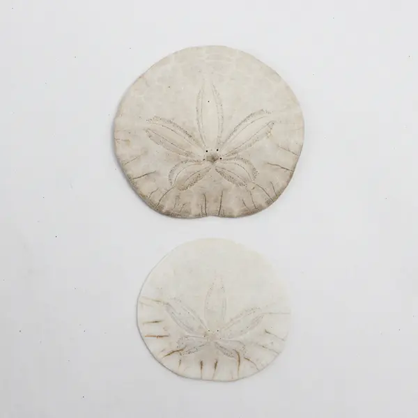 Lot of 6 Sand Dollars Collectible Seashells DIY Crafts
