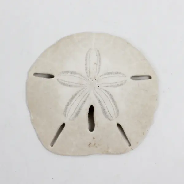 Lot of 6 Sand Dollars Collectible Seashells DIY Crafts