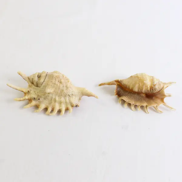 Lot of 2 Spider Conch Collectible Nautical Seashell Refrigerator Magnets 5"